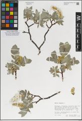 Foto von Salix lanata L.